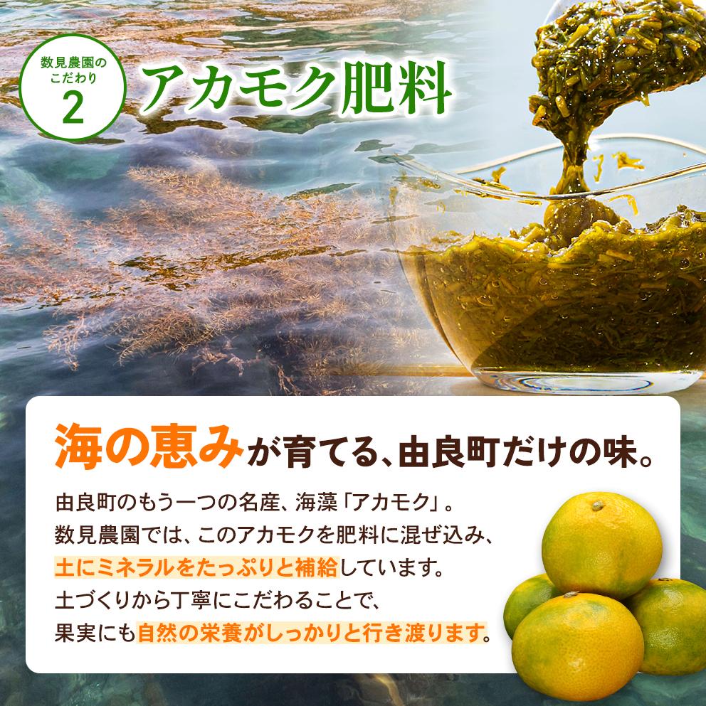 完熟ゆら早生みかん 5kg ※2026年11月上旬頃より順次発送予定 / 希少品種 和歌山県 柑橘 みかん 甘い 蜜柑 フルーツ 果物 くだもの 食品 人気 晩柑 おすすめ 送料無料 産地直送 由良町【kzmn004-kan-5】 
