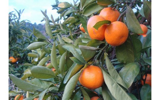 早期先行予約！ こだわりの有田みかん 約8kg＋250g(傷み補償分) 【ご家庭用】【11月発送】 光センサー選別品 農家直送品 ※北海道・沖縄・離島配送不可 / みかん 有田みかん 温州みかん 柑橘 果物 くだもの フルーツ 有田 和歌山 和歌山県産 産地直送 【nuk100-11】 