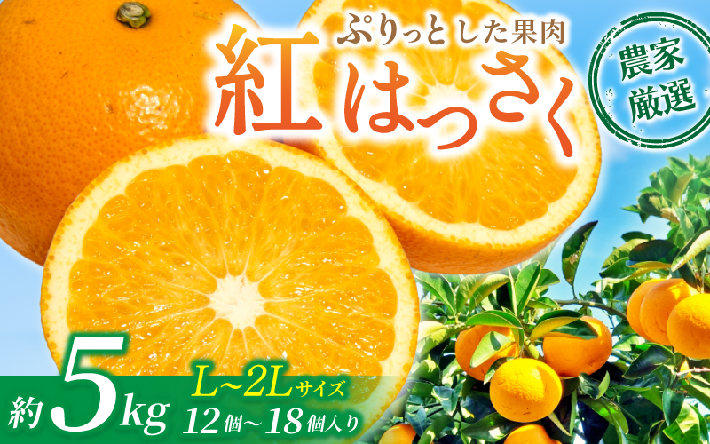 先行予約！希少な紅はっさく 12〜18個入り（L〜2Lサイズ）【2026年1月初旬〜2026年3月末頃に順次発送予定（お届け日指定不可）】【KG9】【kgr006A】