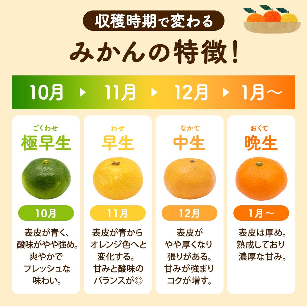 【全4回】和歌山旬のカンキツ定期便【L】3・5・9・11月発送（ご家庭用）※北海道・沖縄県・離島への配送不可 / 春の柑橘 初夏の柑橘 青切り 有田みかん 完熟有田みかん フルーツ くだもの 果物【ard-tkb907】 