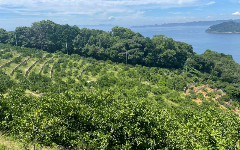 ãææ© å®æäŸ¿ãäžè°·ã¿ããå³éžïŒæ©æå®æäŸ¿å
š3åïŒã¯ãã¿ã¿ããã»æž
çŸãªã¬ã³ãžã»ã«ã©ãã³ããªã³ïŒ / ãã ãã® æå® ææ© æç© ãã«ãŒã åœç£ åæå±±ç ç±è¯çº äººæ° ãããã ææ© ããã〠ã¿ãã ãããã ãªã¬ã³ãž ãããŸãã ãã æž
èŠ ããã¿ ã¯ãã¿ ç±è¯ãnktn-tkb002ã