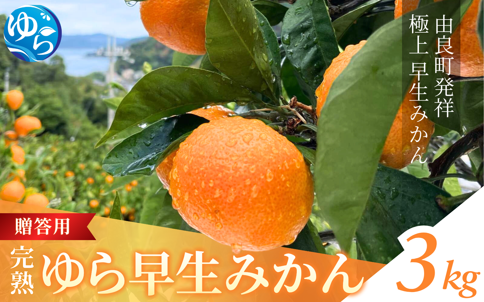 【先行予約】完熟ゆら早生みかん☆贈答用☆3kg ※2025年11月上旬頃より順次発送予定 / 和歌山県 柑橘 みかん 甘い 蜜柑 フルーツ 果物 くだもの 食品 人気  晩柑 おすすめ 送料無料 産地直送 由良町【kzmn008】