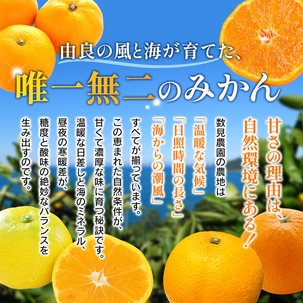 先行予約】ゆらみかん 2kg ※2025年12月上旬頃から順次発送予定 / 温州