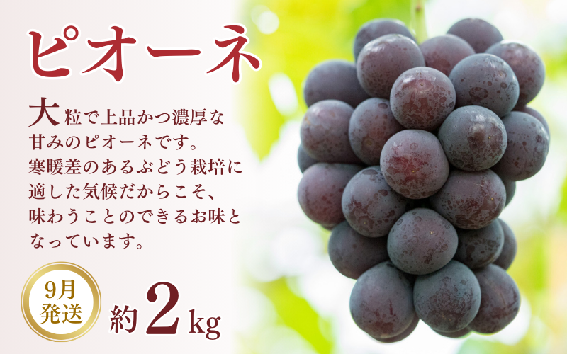 フルーツ 定期便 全3回 （桃・梨・ピオーネ ）/ 和歌山 旬 くだもの 甘い ぶどう もも なし ※北海道・沖縄・離島は配送不可【tkb114】 