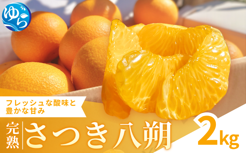 【来シーズン先行予約】完熟さつき八朔 2kg【2026年3月下旬頃から発送予定】 / はっさく ハッサク 柑橘 由良町 果物 フルーツ くだもの 産地直送 和歌山【kzmn022】