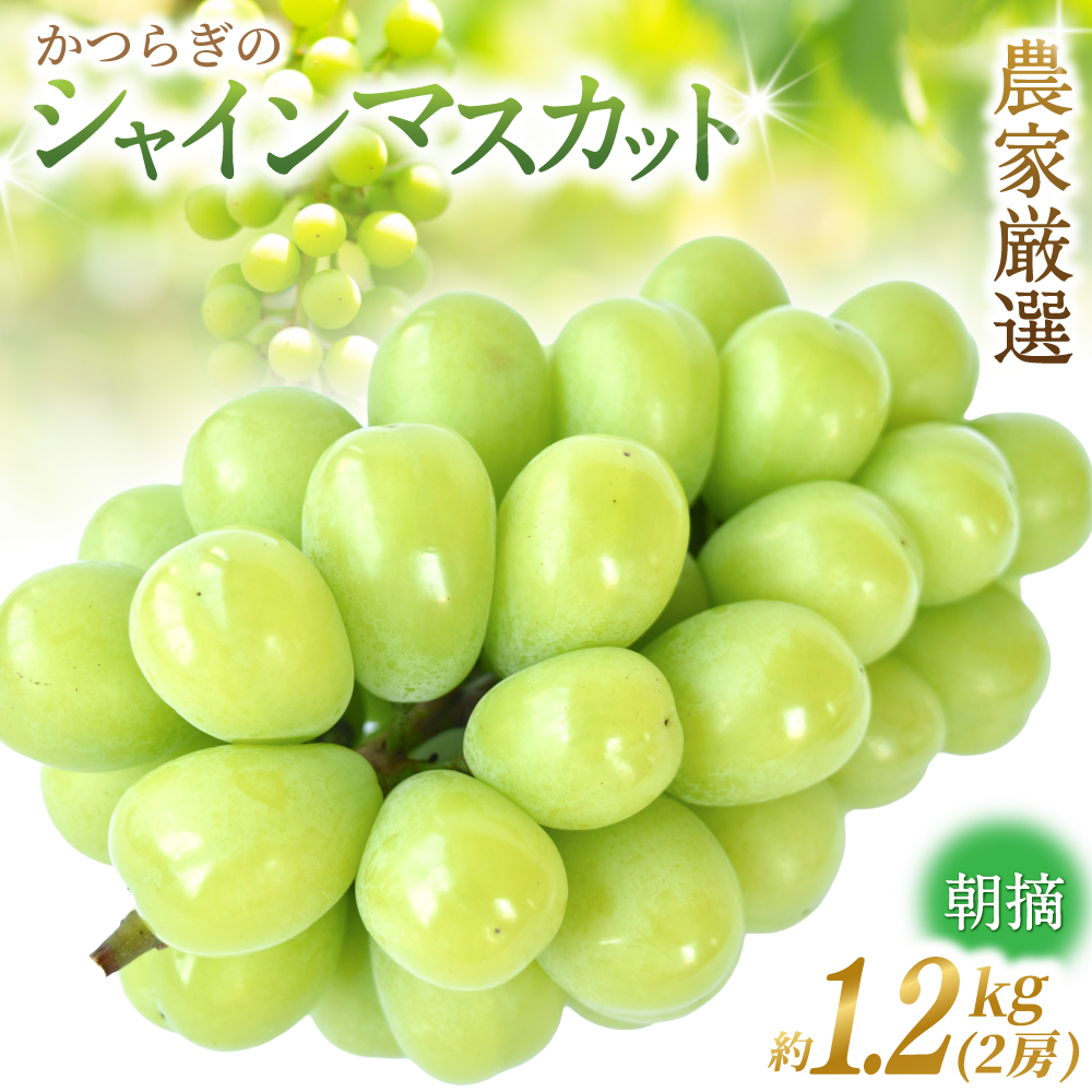 【先行予約】 朝摘み シャインマスカット 秀品 2房（約1.2kg）こだわり農家厳選！【2026年8月末から9月末順次発送予定】/ フルーツ ぶどう ブドウ 葡萄 マスカット 和歌山県 かつらぎ町 ジューシー 厳選 産地直送 果物 【kgr035】 