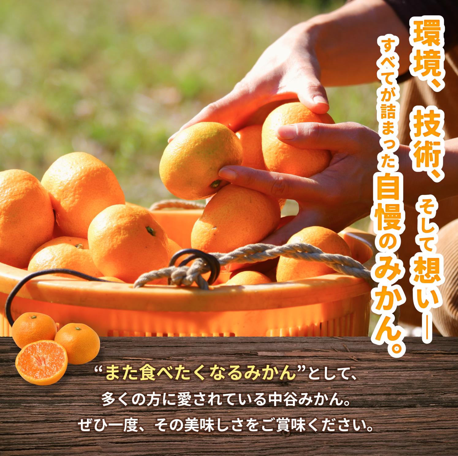 温州みかん 7.5kg 2S〜2Lサイズ混合 ※2025年12月上旬〜順次発送 / 温州 ミカン 農家直送　完熟 密柑 くだもの  果実  柑橘 果物 フルーツ 和歌山県 由良町 人気 おすすめ 産地直送【nktn010-sp-12】