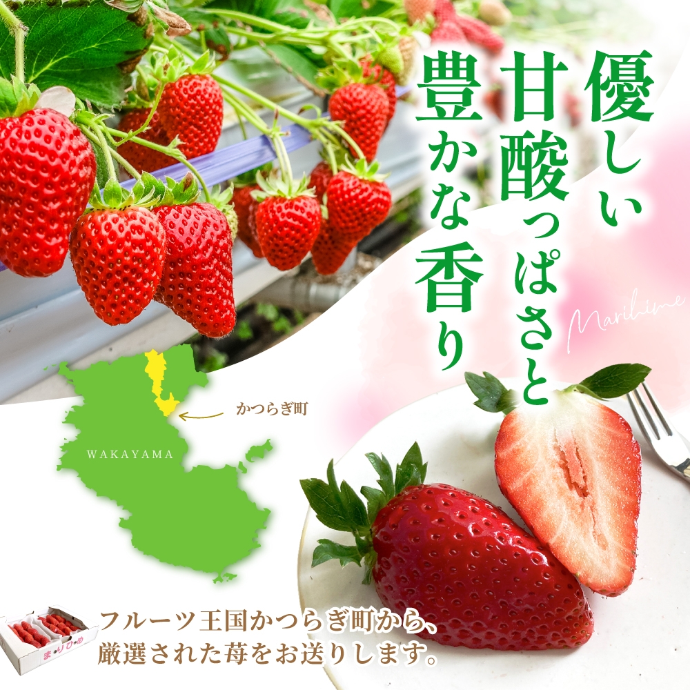 【先行予約】まりひめイチゴ L〜２L 12粒〜15粒×2パック【2026年1月中旬から発送】【先行販売】【KG7】【kgr007A】