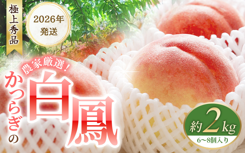 桃 【2026年先行予約】 白鳳　桃の王様！約2kg 6〜8個 【2026年6月末頃〜2026年7月末頃に順次発送予定】（お届け日指定不可）【秀品】こだわり農家厳選 桃 モモ フルーツ 果物 くだもの 人気 産地直送 厳選 甘い 予約 もも フルーツ王国【kgr009A】
