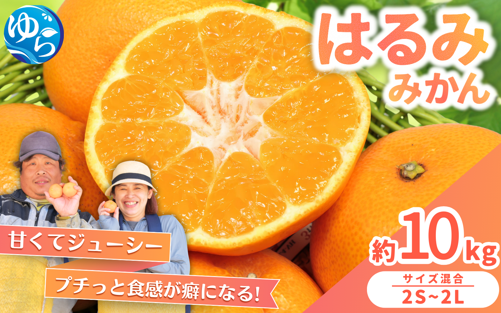 はるみ みかん 約10kg S～4Lサイズ混合 ※2026年2月上旬～順次発送農家直送 / 晩柑 くだもの 果実 柑橘 果物 フルーツ 国産 和歌山 由良 人気 おすすめ【nktn013】 