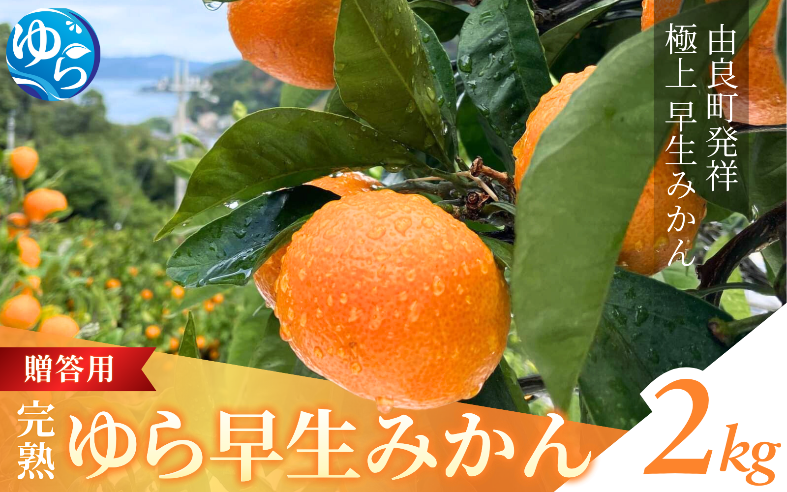 【先行予約】完熟ゆら早生みかん☆贈答用☆2kg ※2025年11月上旬頃より順次発送予定 / 和歌山県 柑橘 みかん 甘い 蜜柑 フルーツ 果物 くだもの 食品 人気  晩柑 おすすめ 送料無料 産地直送 由良町【kzmn007】
