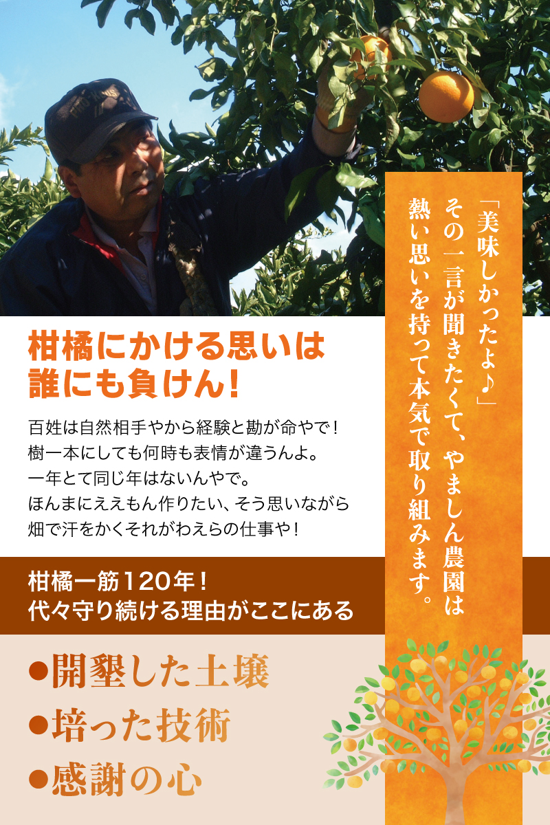早期先行予約！ こだわりの有田みかん 約8kg＋250g(傷み補償分) 【ご家庭用】【11月発送】 光センサー選別品 農家直送品 ※北海道・沖縄・離島配送不可 / みかん 有田みかん 温州みかん 柑橘 果物 くだもの フルーツ 有田 和歌山 和歌山県産 産地直送 【nuk100-11】 