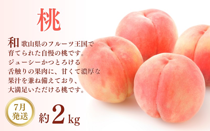 フルーツ 定期便 全3回 （桃・梨・ピオーネ ）/ 和歌山 旬 くだもの 甘い ぶどう もも なし ※北海道・沖縄・離島は配送不可【tkb114】 