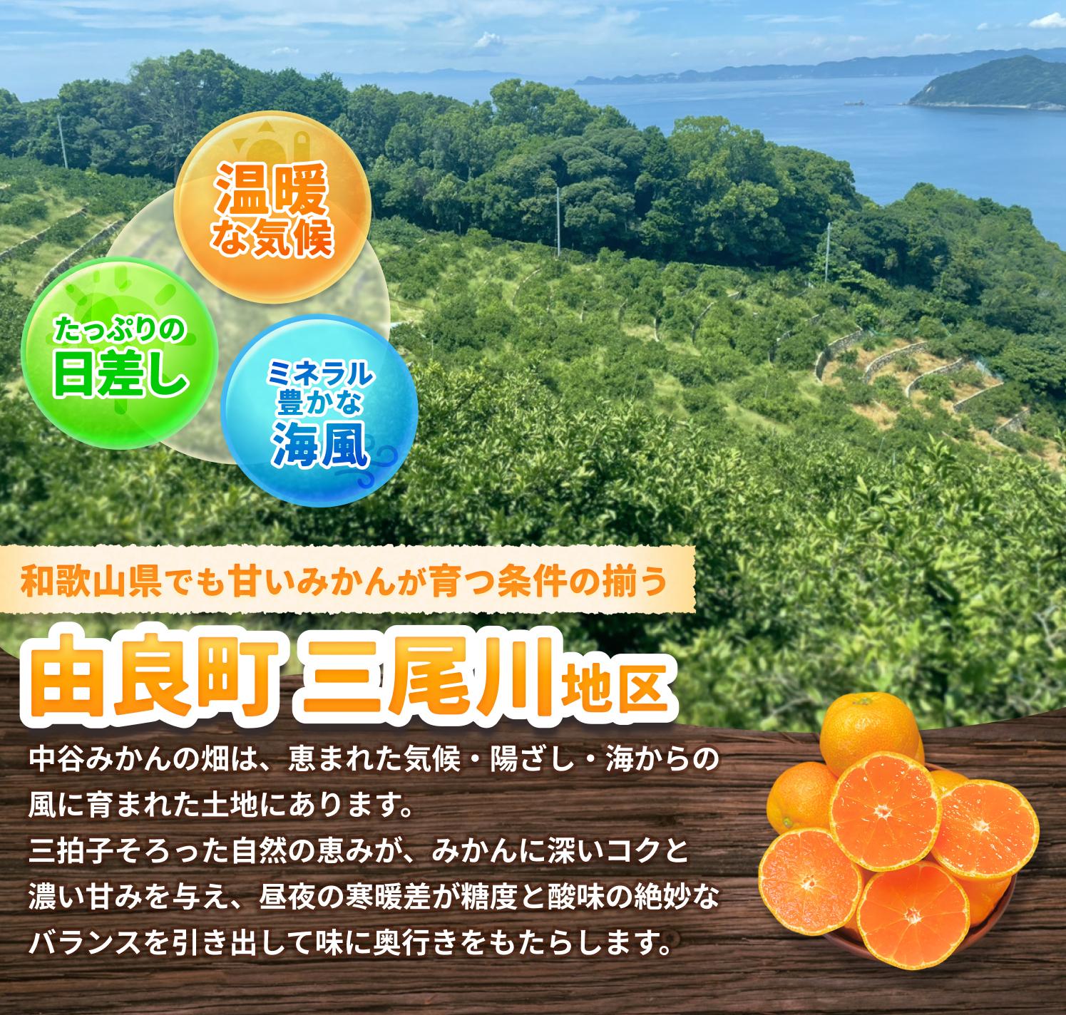 温州みかん 7.5kg 2S〜2Lサイズ混合 ※2025年12月上旬〜順次発送 / 温州 ミカン 農家直送　完熟 密柑 くだもの  果実  柑橘 果物 フルーツ 和歌山県 由良町 人気 おすすめ 産地直送【nktn010-sp-12】