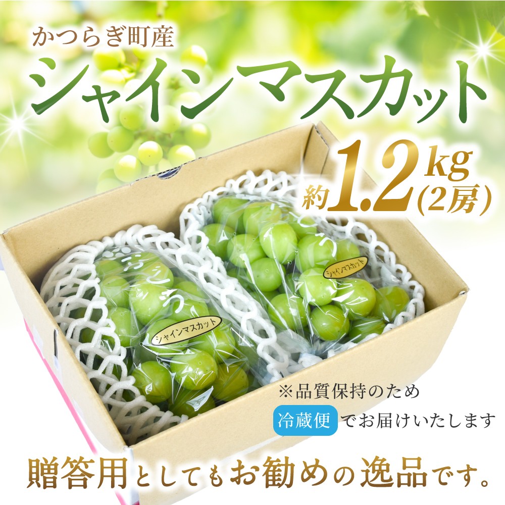 【先行予約】 朝摘み シャインマスカット 秀品 2房（約1.2kg）こだわり農家厳選！【2026年8月末から9月末順次発送予定】/ フルーツ ぶどう ブドウ 葡萄 マスカット 和歌山県 かつらぎ町 ジューシー 厳選 産地直送 果物 【kgr035】 