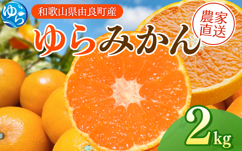 【先行予約】ゆらみかん 2kg ※2025年12月上旬頃から順次発送予定 / 温州みかん 和歌山県 柑橘 みかん 甘い 蜜柑 フルーツ 果物 くだもの 食品 人気   おすすめ 送料無料 産地直送 由良町【kzmn019】