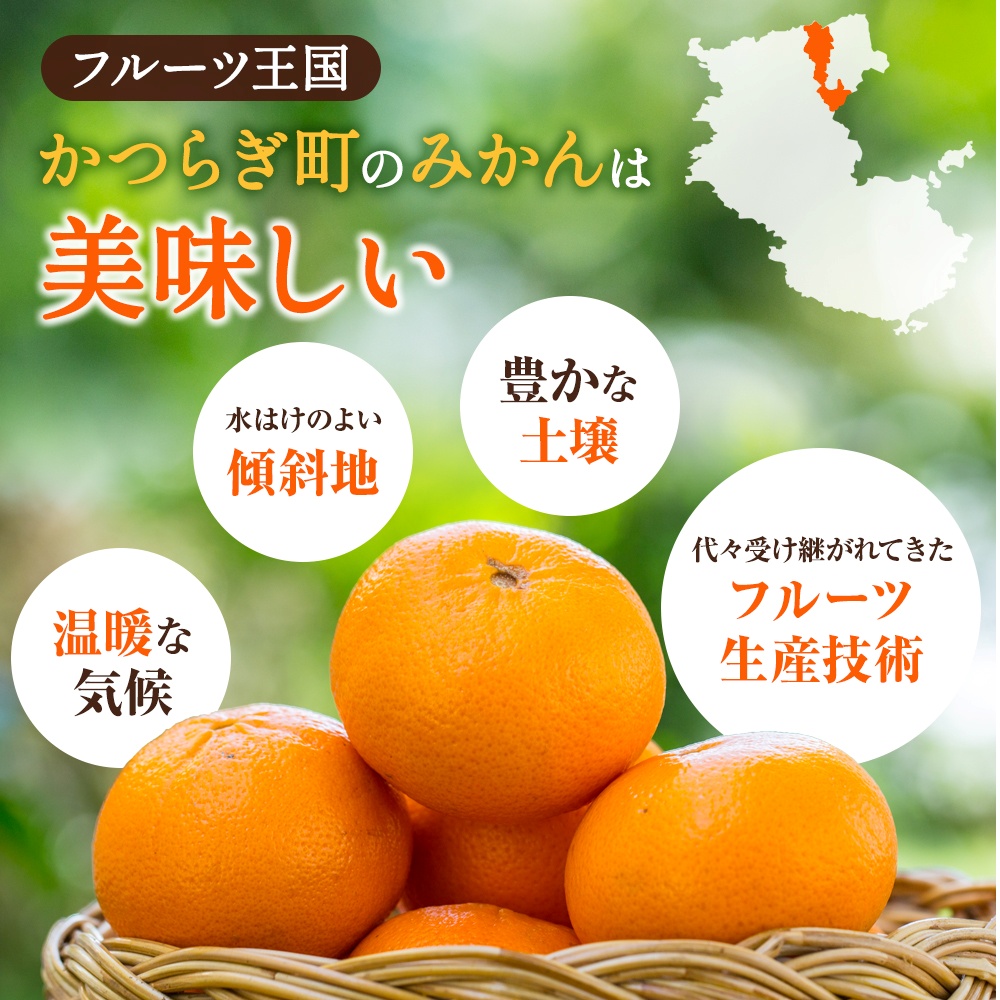 はれひめ（ミカンの希少種） 秀品  約5ｋｇ（25個〜30個入）［先行予約］［2026年12月中旬～2027年2月初旬頃に順次発送予定］［KG3］【kgr004A】