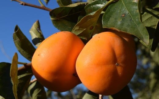 【秋の味覚】和歌山産たねなし柿2L～4Lサイズ 約2kg（化粧箱入り）★2025年9月中旬頃より順次発送【TM39】【tec408】