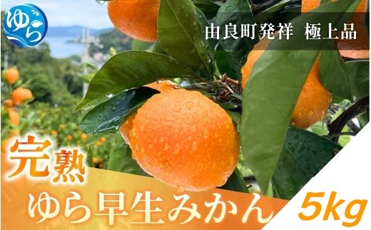 完熟ゆら早生みかん 5kg ※2026年11月上旬頃より順次発送予定 / 希少品種 和歌山県 柑橘 みかん 甘い 蜜柑 フルーツ 果物 くだもの 食品 人気 晩柑 おすすめ 送料無料 産地直送 由良町【kzmn004-kan-5】 