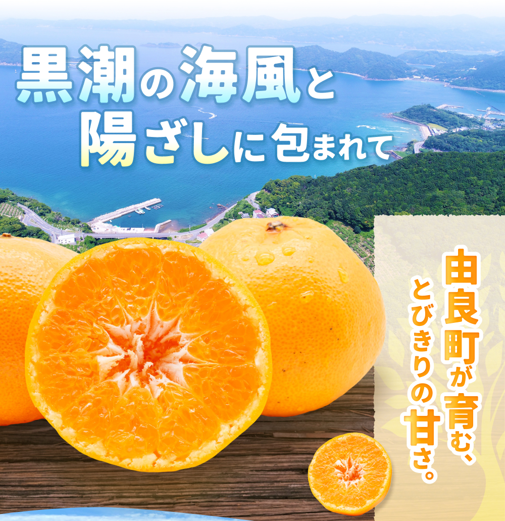 ã¯ãã¿ ã¿ãã çŽ10kg Sïœ4Lãµã€ãºæ··å â»2026幎2æäžæ¬ïœé 次çºé蟲家çŽé / æ©æ ãã ãã® æå® ææ© æç© ãã«ãŒã åœç£ åæå±± ç±è¯ äººæ° ãããããnktn013ã