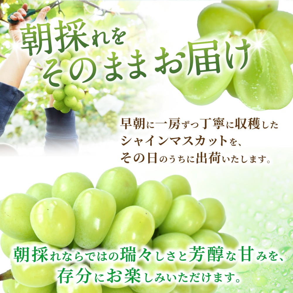 【先行予約】 朝摘み シャインマスカット 秀品 2房（約1.2kg）こだわり農家厳選！【2026年8月末から9月末順次発送予定】/ フルーツ ぶどう ブドウ 葡萄 マスカット 和歌山県 かつらぎ町 ジューシー 厳選 産地直送 果物 【kgr035】 