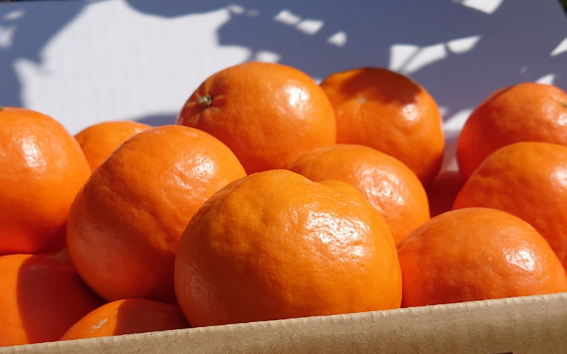 【来シーズン先行予約】セミノール 2kg   ※2026年4月上中旬〜順次発送 /  みかん 晩柑 人気 柑橘 スマイルカット  蜜柑 フルーツ 果物 くだもの 食品 人気 おすすめ 送料無料 産地直送 和歌山県 由良町【kzmn023】