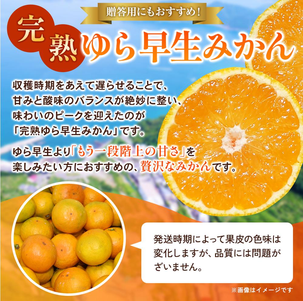 完熟ゆら早生みかん 5kg ※2026年11月上旬頃より順次発送予定 / 希少品種 和歌山県 柑橘 みかん 甘い 蜜柑 フルーツ 果物 くだもの 食品 人気 晩柑 おすすめ 送料無料 産地直送 由良町【kzmn004-kan-5】 