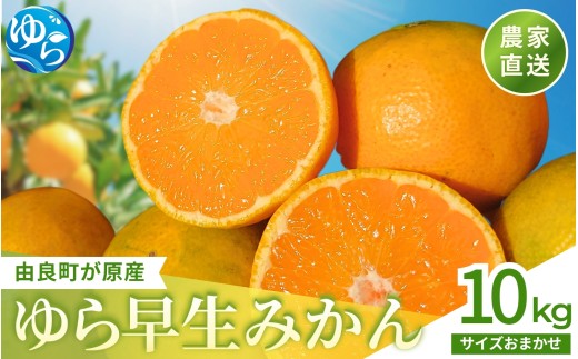 和歌山県産 ゆら早生みかん 10kg  / 和歌山県 柑橘 みかん 甘い 蜜柑 フルーツ 果物 くだもの 食品 人気  晩柑 おすすめ 送料無料 産地直送 由良町 ※2026年10月上旬頃〜10月下旬頃に順次発送予定【kzmn003-r-10A】
