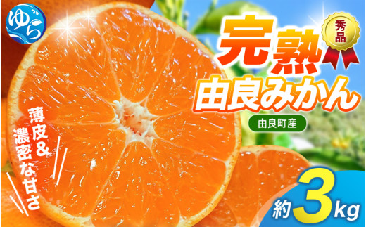 薄皮で濃い甘さ！完熟由良みかん【秀】3kg×1箱（混サイズ）和歌山県由良産※2026年11月下旬頃から12月下旬頃に順次発送予定 / 柑橘 ミカン 蜜柑 甘い 由良町 フルーツ 果物 くだもの 食品 人気 おすすめ 産地直送 由良町【ktym004-p-3A】