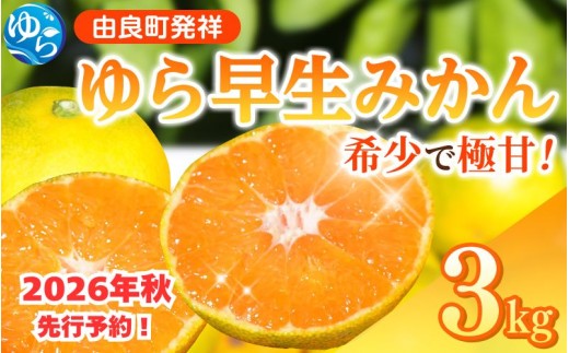 ゆら早生 みかん 3kg / 和歌山県 柑橘 みかん 甘い 蜜柑 フルーツ 果物 くだもの 食品 人気  晩柑 おすすめ 送料無料 産地直送 由良町  ※2026年10月上旬頃〜10月下旬頃に順次発送予定【kzmn003-r-3A】