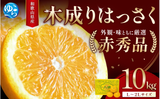 八朔 赤秀 木成りはっさく10kg / 秀品 高級 八朔 ハッサク フルーツ 晩柑 ビタミン サイズ色々 由良 柑橘 期間限定 和歌山 みかん ※2027年3月上旬頃～3月中旬頃に順次発送予定【jahd022-r-10A】