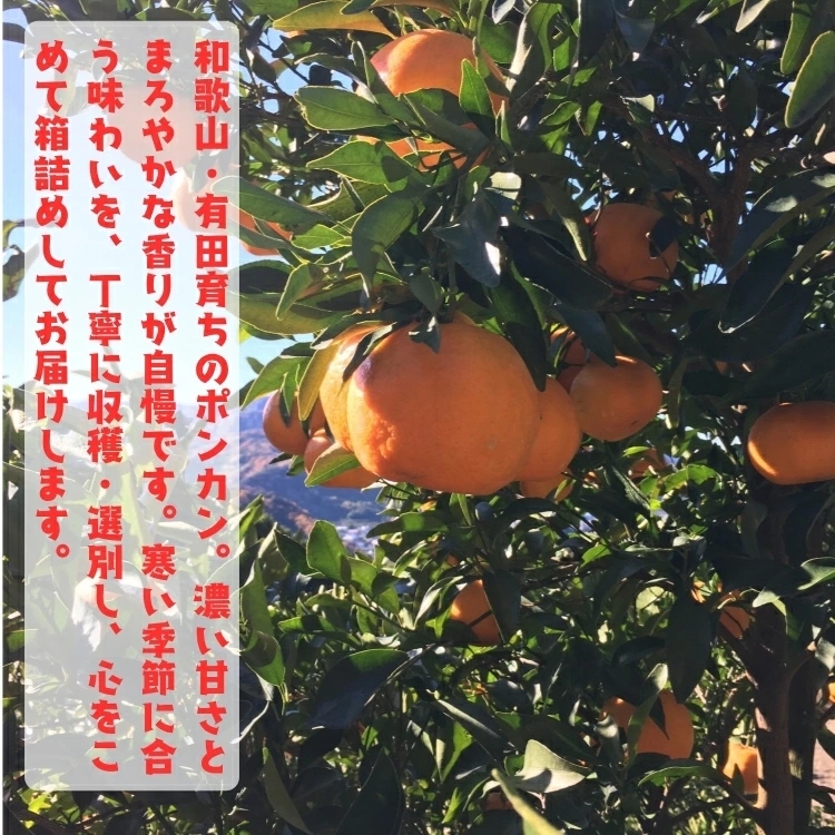 【先行予約】極甘 柑橘 有田育ちの 濃厚 ポンカン（訳あり 家庭用）1kg+200g(傷み補償分) / みかん 柑橘 果物 フルーツ 甘い 和歌山 晩柑 有田 ※2027年1月上旬～2月下旬に順次発送 ※北海道・沖縄・その他離島地域は発送不可【ard008-c-1】