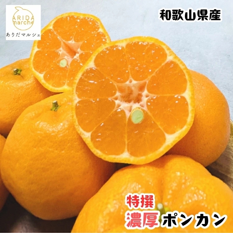 【先行予約】極甘 柑橘 特選 濃厚 ポンカン 1.5kg+200g(傷み補償分) / みかん 柑橘 果物 フルーツ 甘い 和歌山 晩柑 有田 ※2027年1月上旬～2月下旬に順次発送 ※北海道・沖縄・その他離島地域は発送不可【ard008-p-1d5】