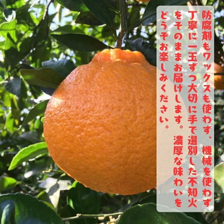 【先行予約】有田育ちの濃厚 不知火 ( デコポン と同品種)( 訳あり 家庭用 ) 1kg+200g(傷み補償分) / しらぬい みかん 甘い 和歌山 有田 柑橘 果物 フルーツ ※2027年1月下旬～3月下旬に順次発送 ※北海道・沖縄・その他離島地域は発送不可【ard010-c-1A】