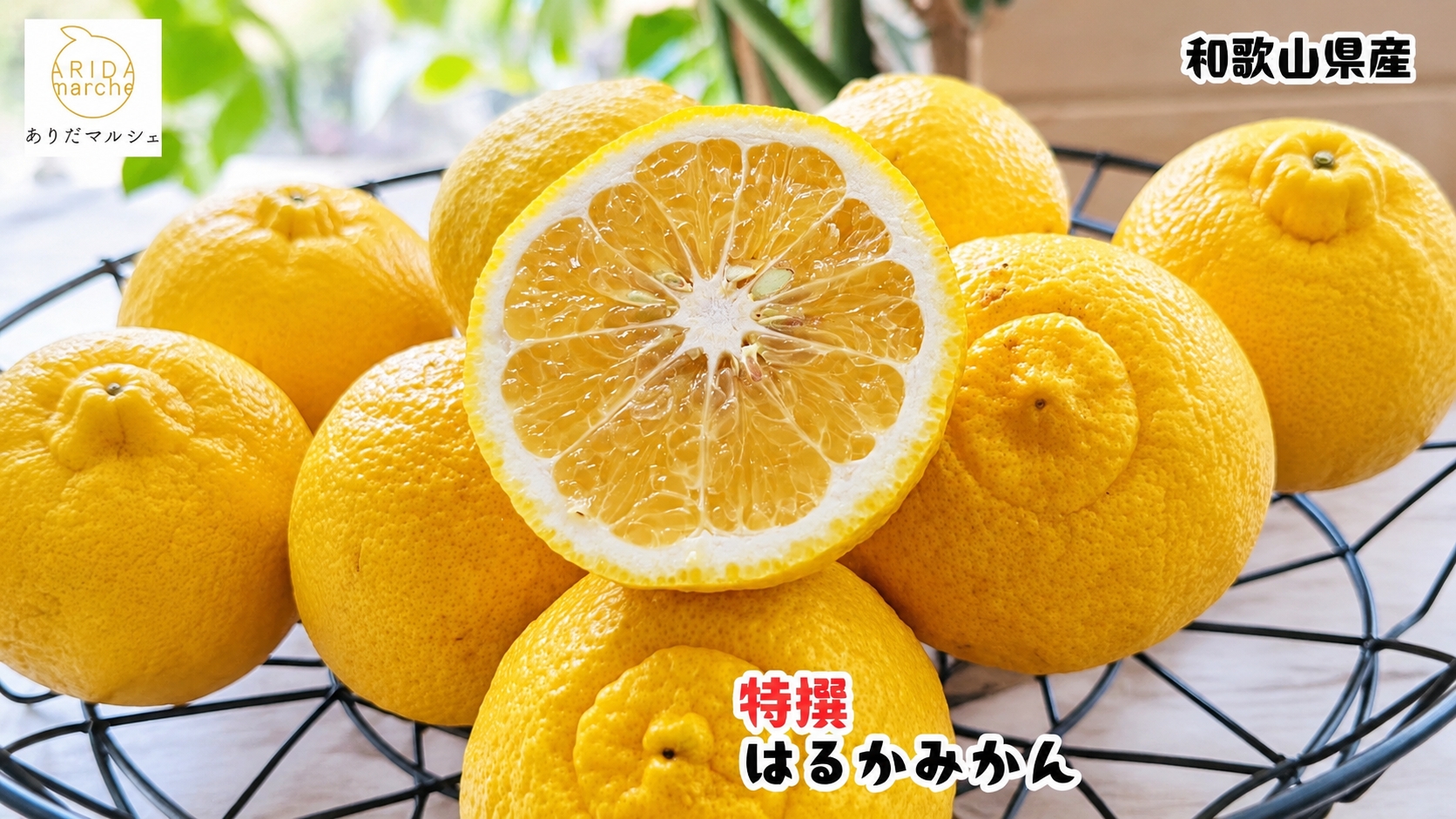  【先行予約】 【人気柑橘】 特選 はるか みかん 1.5kg+200g(傷み補償分)  / 柑橘 果物 フルーツ 和歌山 ※2027年1月下旬～2月下旬に順次発送 ※北海道・沖縄・その他離島地域は発送不可【ard019-p-1d5】