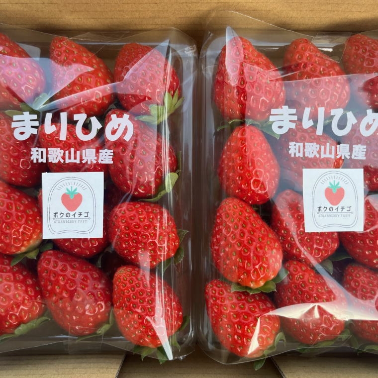 和歌山県産ブランド いちご「まりひめ」約300g×2パック入り ※2027年1月中旬～2027年2月下旬ごろ発送予定（お届け日指定不可） ※北海道・沖縄・離島配送不可【tec500-r-300x2-jf】