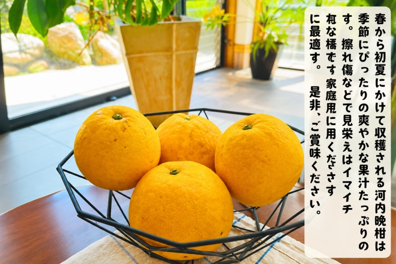  爽快 柑橘 有田 育ちの爽やか 河内晩柑 （ ご家庭用 わけあり ）3kg+200g(補償分) / 晩柑 宇和ゴールド ジューシーオレンジ 愛南ゴールド ナダオレンジ 天草晩柑 夏文旦 和歌山 ※北海道・沖縄・その他離島地域は発送不可 ※2026年4月上旬～５月下旬に順次発送【ard026-c-3)】