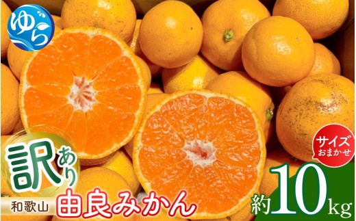 和歌山 由良みかん 10kg 訳あり キズ 家庭用 サイズ混合 (２Ｌ～２Ｓ) / みかん ミカン 和歌山 由良 フルーツ 果物 柑橘  ※2026年11月下旬～2027年1月上旬頃発送予定 ※北海道・沖縄・離島への配送不可【sml004-yura-c-10】
