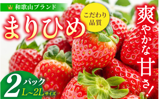 まりひめ イチゴ L～２L 12粒～15粒×2パック / 果物 甘い いちご 和歌山 ※2027年1月中旬～3月下旬頃配送予定【先行販売】※離島への配送不可【kgr500-250-2A】