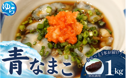 活 なまこ 青なまこ 1kg 【2026年12月20日より順次発送】 / ナマコ 海の幸 由良町 新鮮 刺身 珍味 産地直送 海産物 特産 和歌山県【skmn014A】