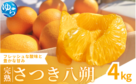 完熟さつき八朔 4kg / はっさく 柑橘 由良町 果物 フルーツ 産地直送 和歌山 ※3月上旬～4月上旬頃に順次発送【kzmn022-r-4】