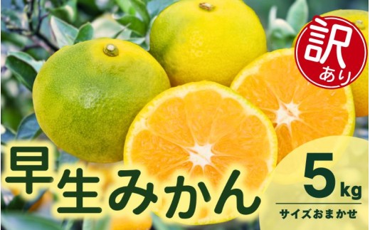 訳あり 由良 早生 みかん (サイズおまかせ) 5kg ※2026年11月上旬～12月上旬に順次発送予定※北海道・沖縄・離島配送不可 / 温州みかん 甘い 家庭用 柑橘 果物 和歌山 【eiw003-c-5】