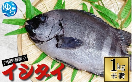 イシダイ 内臓処理済み1kg未満（1匹） /  石鯛 魚 お魚 さかな 食品 海の幸 海鮮 カイセン 塩焼き 煮付け 内臓処理済み 冷蔵 海鮮類 焼き魚 和歌山県 由良町 【skmn020B】