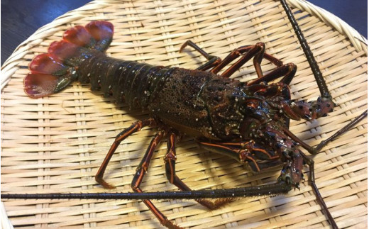 【ふるさと納税】 【活きた状態で発送！】 伊勢海老 紀州 400g以上 / エビ 伊勢 海鮮 和歌山 1尾 ～ 2尾 ※9月中旬～10月下旬に順次発送 ※北海道・沖縄・離島への配送不可 【eiw222-yura-300】