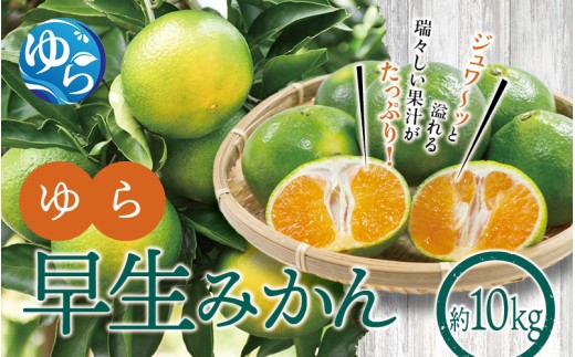 ゆら早生みかん10kg ※2026年10月上旬頃～10月下旬頃に順次発送予定(お届け日指定不可) /  極早生 早生 由良町 和歌山県 柑橘 密柑 完熟 甘い ミカン 光センサー 柑橘 果実 くだもの フルーツ ブ   先行予約【jahd003-r-10】