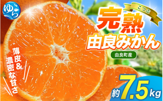 【 みかん 小玉 】薄皮で濃い甘さ！完熟由良みかん【こつぶ】7.5kg×1箱（2Sサイズ）和歌山県由良産※2026年11月下旬頃から12月下旬頃に順次発送予定/ 柑橘 ミカン 蜜柑 甘い 由良町 フルーツ 果物 くだもの 食品 人気 おすすめ 産地直送 由良町【ktym004-s-7d5】