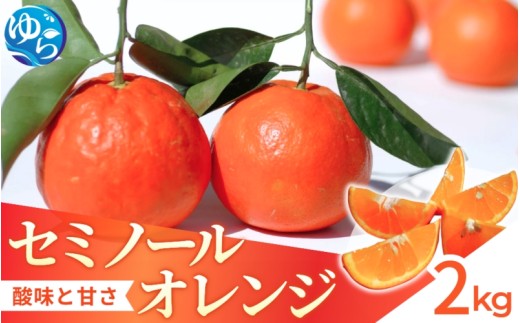 セミノール 2kg /  みかん 晩柑 柑橘  蜜柑 果物 送料無料 産地直送 和歌山県 由良町 ※3月下旬～4月下旬頃に順次発送予定【kzmn016-r-2】
