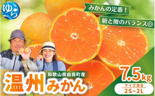 温州みかん 7.5kg 2S～2Lサイズ混合 12月発送 / 温州 ミカン 農家直送　完熟 密柑 くだもの  果実  柑橘 果物 フルーツ 和歌山県 由良町 人気 おすすめ 産地直送 ※2026年12月上旬頃～12月下旬頃に順次発送予定【nktn004-r-7d5-dec】