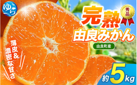 薄皮で濃い甘さ！完熟由良みかん【秀】5kg×1箱（混サイズ）和歌山県由良産※2026年11月下旬頃から12月下旬頃に順次発送予定 / 柑橘 ミカン 蜜柑 甘い 由良町 フルーツ 果物 くだもの 食品 人気 おすすめ 産地直送 由良町【ktym004-p-5】
