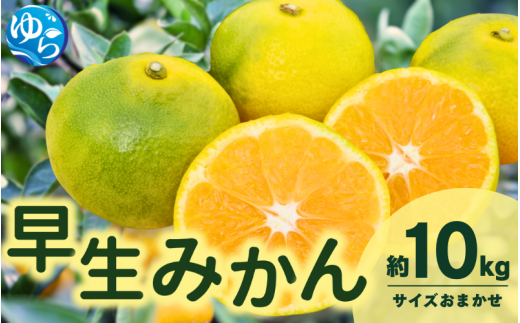 由良 早生 みかん (サイズおまかせ) 10kg ※2026年11月上旬～12月上旬に順次発送予定※北海道・沖縄・離島配送不可 / 温州みかん 甘い 柑橘 果物 和歌山 【eiw003-r-10】